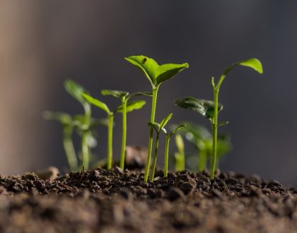 A group of seeds sprouting.