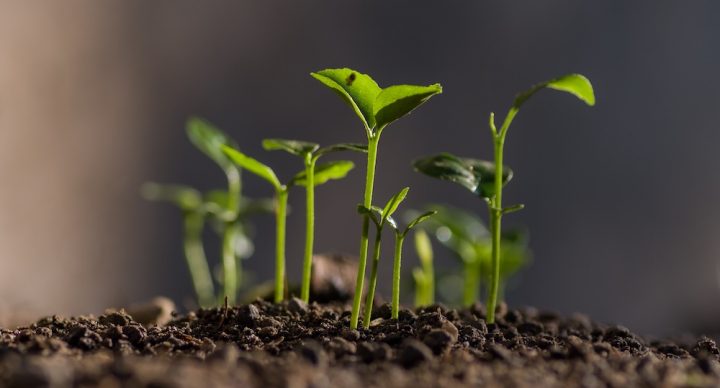 A group of seeds sprouting.